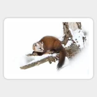 Pine Marten - Algonquin Park Sticker